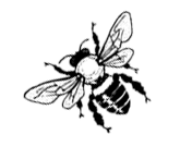 honeybee